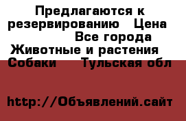 Предлагаются к резервированию › Цена ­ 16 000 - Все города Животные и растения » Собаки   . Тульская обл.